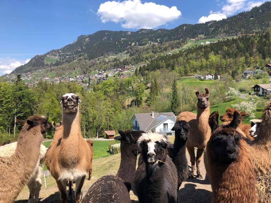 Hotel Jurte Beim Lama- & Alpakahof Triesenberg Zewnętrze zdjęcie