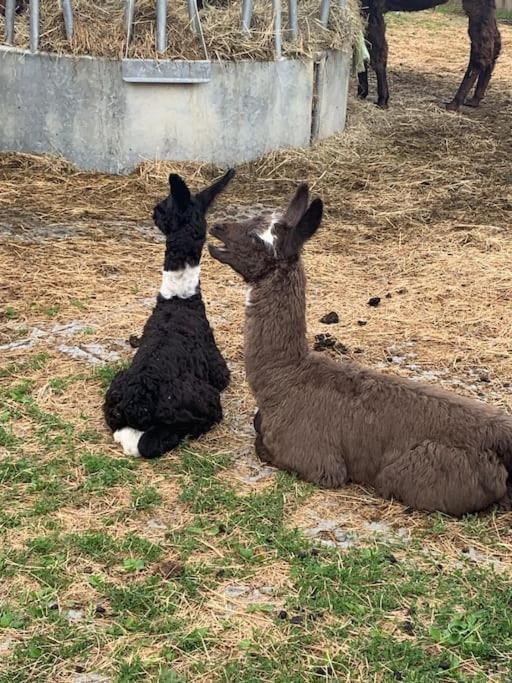 Hotel Jurte Beim Lama- & Alpakahof Triesenberg Zewnętrze zdjęcie