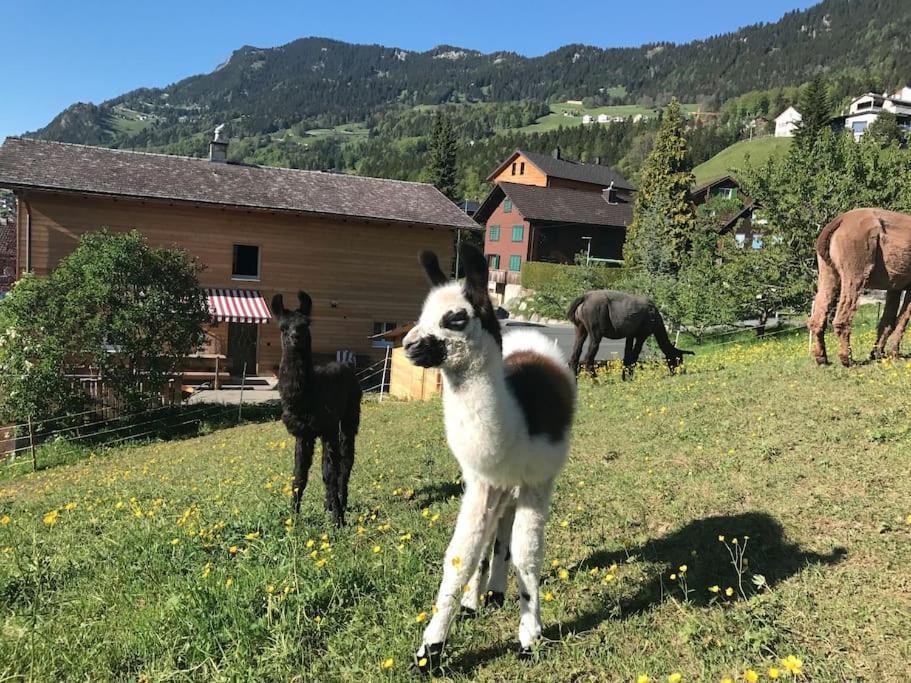 Hotel Jurte Beim Lama- & Alpakahof Triesenberg Zewnętrze zdjęcie