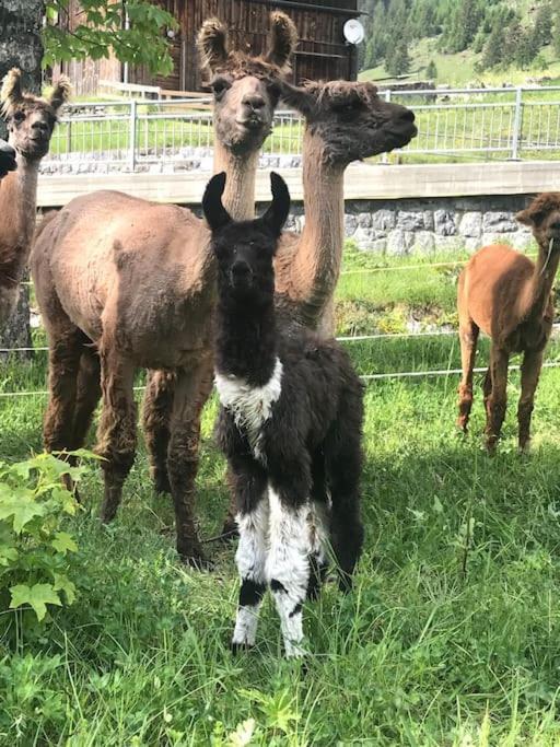 Hotel Jurte Beim Lama- & Alpakahof Triesenberg Zewnętrze zdjęcie