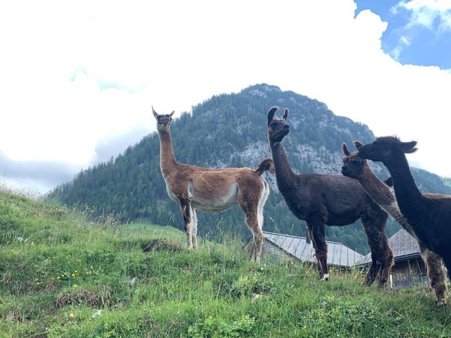 Hotel Jurte Beim Lama- & Alpakahof Triesenberg Zewnętrze zdjęcie