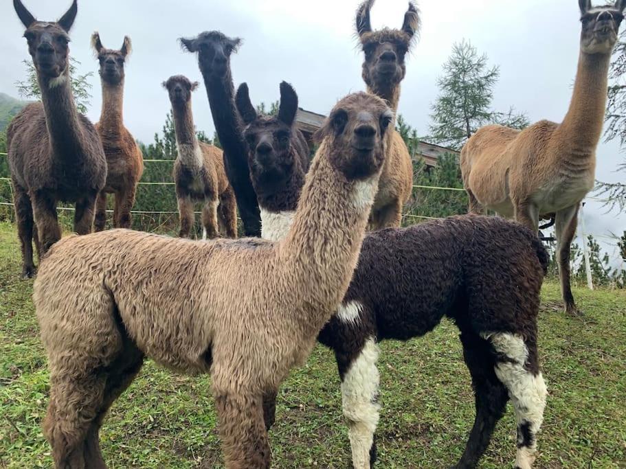 Hotel Jurte Beim Lama- & Alpakahof Triesenberg Zewnętrze zdjęcie