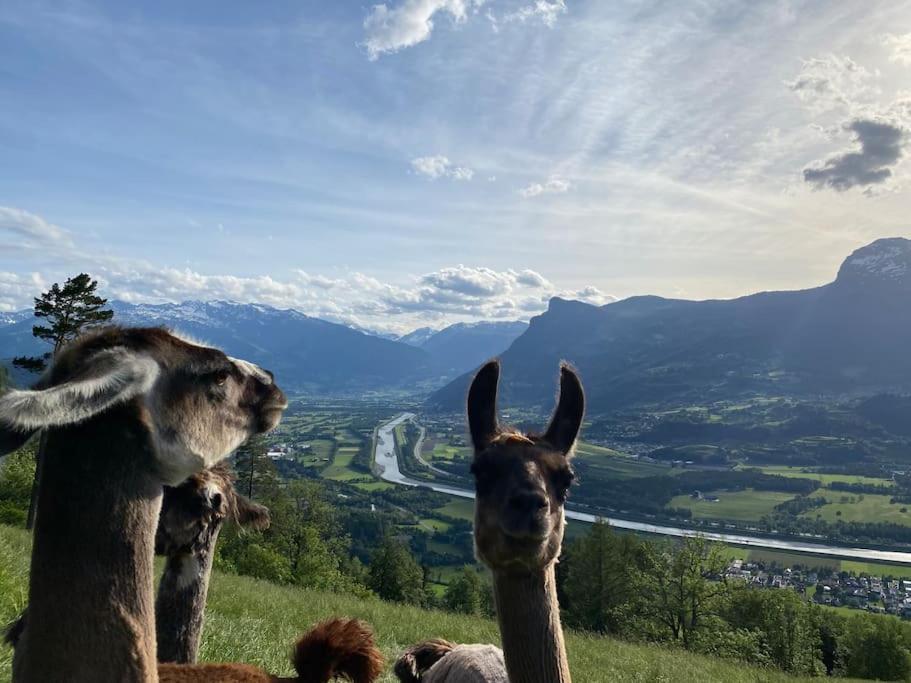 Hotel Jurte Beim Lama- & Alpakahof Triesenberg Zewnętrze zdjęcie